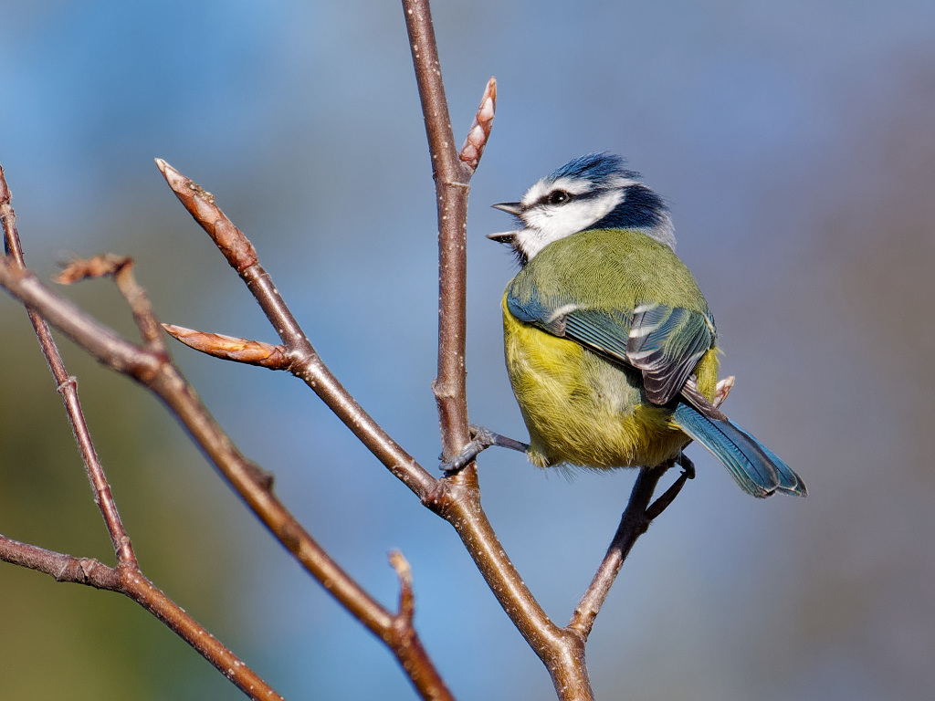Blue Tit singing in North Norfolk