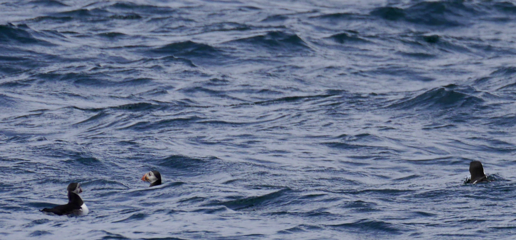 Puffins Mingulay