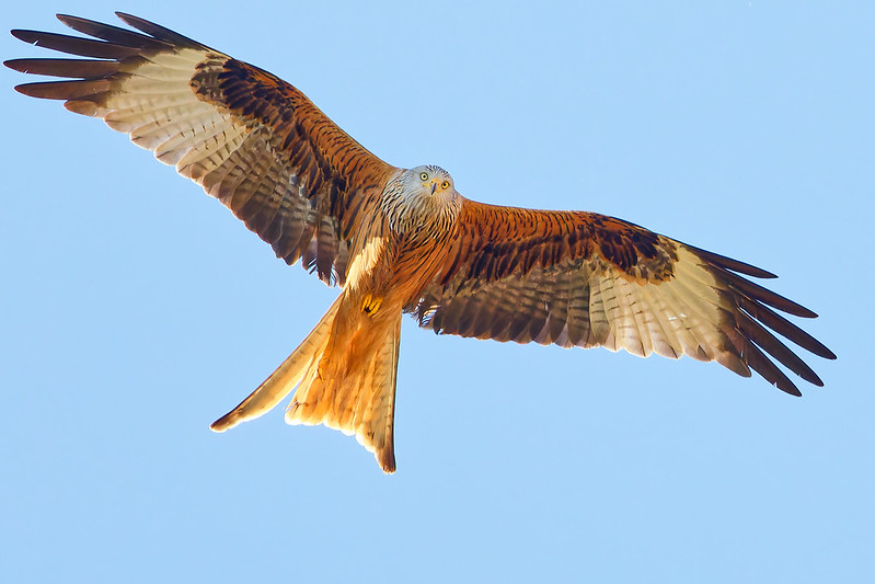 Red Kite in flight