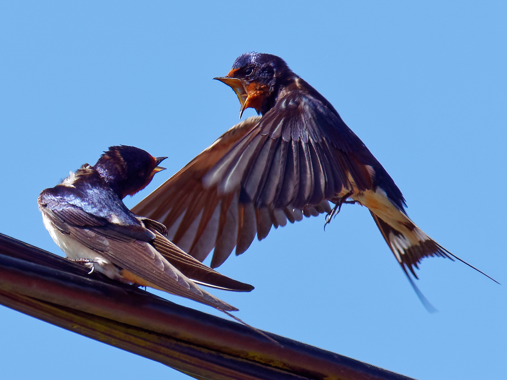 Swallows Squabble